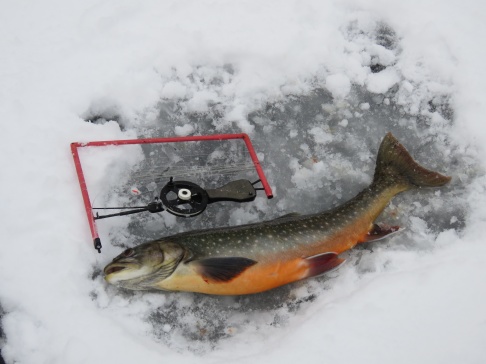 Efter några timmars provande av olika ställen och olika grejer kom det i alla fall upp en 1,1 kg röding på Glytjärns is. Efter några timmars provande av olika ställen och olika grejer kom det i alla fall upp en 1,1 kg röding på Glytjärns is.