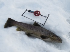 Öring: 1,5 kg, röd liten mormyska, Näcksjön 11/2 - 2020. Öring: 1,5 kg, röd liten mormyska, Näcksjön 11/2 - 2020.