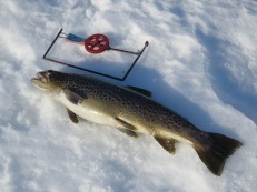 Den 20/3 - 2020 högg den här, 1,63 kg. Den 20/3 - 2020 högg den här, 1,63 kg.