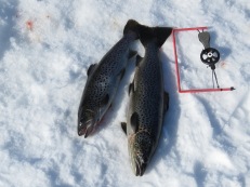 2020-03-21 Flera öringar från Näcksjön 0,87 och 1,34 kg. 2020-03-21 Flera öringar från Näcksjön 0,87 och 1,34 kg.