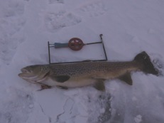 2020-12-25 Öring i kvällningen på Glytjärn, 1,48 kg. 2020-12-25 Öring i kvällningen på Glytjärn, 1,48 kg.