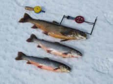 Rödingar på Näcksjön i dag, den största 1,4 kg. 24/4- 2021 Rödingar på Näcksjön i dag, den största 1,4 kg. 24/4- 2021