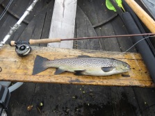 2021-06-21 Vulgataöring 1,6 kg, Näcksjön, Claret Dabbler..