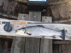 2021-08-22 Öring i kvällningen på Öresjön, 1,73 kg. 2021-08-22 Öring i kvällningen på Öresjön, 1,73 kg.