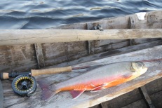 Rekordsen flugröding från Öresjön SIB, 1,67 kg på Orange minkie-booby den 12/11 - 2022.