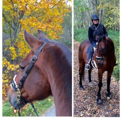 Min favoritutrustning; barbackapadd och bettlöst. Min favoritutrustning; barbackapadd och bettlöst.