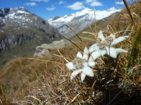 Edelweiss med Grossvenediger (3.662 möh), Österrikes femte högsta topp i bakgrunden (www.islitzer.at) Edelweiss med Grossvenediger (3.662 möh), Österrikes femte högsta topp i bakgrunden (www.islitzer.at)