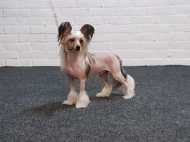 Baxter, 11 månader Baxter, 11 månader