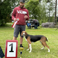 Finsk Stövare