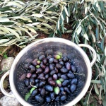 Ny plockade oliver