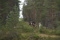 turridning i skogen