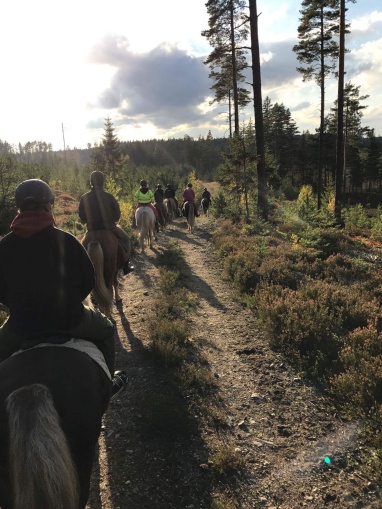 turridning på islandshäst turridning på islandshäst