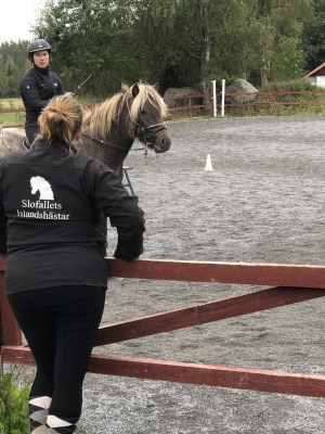 inridning häst inridning häst