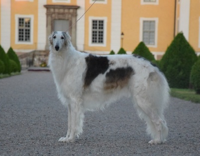 Ch Iorek's Arya Stark, 3 years old Ch Iorek's Arya Stark, 3 years old