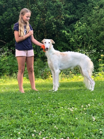 13 months old. Stacked by the talenten junior handler Nora Edvinsson, 10 years old. 13 months old. Stacked by the talenten junior handler Nora Edvinsson, 10 years old.