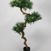 Podocarpus 115 cm 
