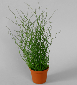 Juncus  