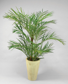 Areca palm