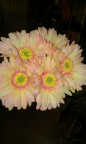 Gerbera 5 st 