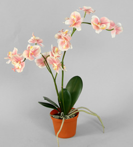 Phalaenopsis-brudorkide