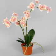 Phalaenopsis-brudorkide