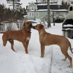 Athos & Dinnie - 20 Februari 2013 015