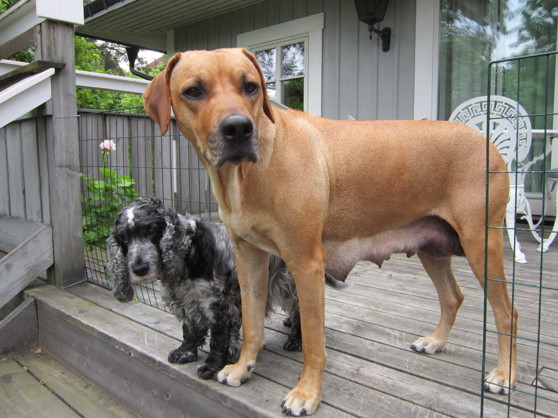 Candy & Dinnie - Midsommarafton 2013