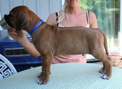 Duke "Zeke" 6 veckor