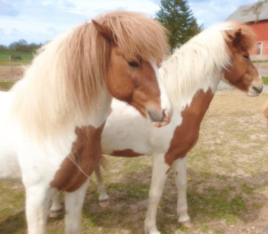Alfadans & Hnáta Alfadans & Hnáta