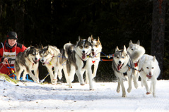 Tiger and Grynet in lead Tiger and Grynet in lead