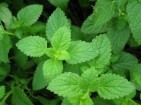Pepparmynta (torkade blad)