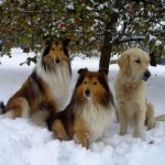 tre hundar