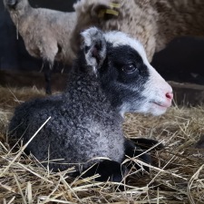 Ett av de söta lammen som föddes våren 2019 Ett av de söta lammen som föddes våren 2019