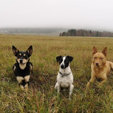 Våra tre älskade hundar. I mitten Bobbo, dansk-svensk gårdshund. Rio till vänster och Bell till höger. Vallhundar av rasen workingkelpie Våra tre älskade hundar. I mitten Bobbo, dansk-svensk gårdshund. Rio till vänster och Bell till höger. Vallhundar av rasen workingkelpie