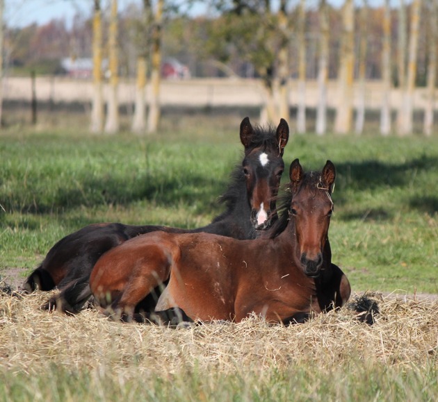 sto e Lucky Chucky-Dream of Joy (längst bak) sto e Red Hot Dynamite-Malin Tilly sto e Lucky Chucky-Dream of Joy (längst bak) sto e Red Hot Dynamite-Malin Tilly