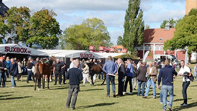 Wenngarn Yearling Sales Wenngarn Yearling Sales