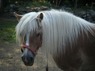 Hårmineralanalys häst - Hårmineralanalys häst