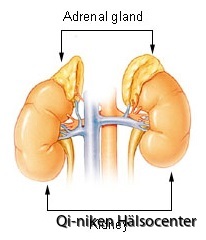 adrenal_gland