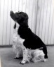 Hårmineralanalys hund