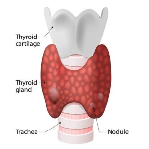 Complete Thyroid Profile (TSH, fT3, fT4, & TPO) - BLOODSPOT - 