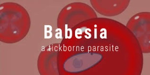 Babesia IgG-antikroppar - 