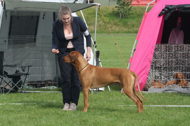 SEUCH DKUCH Lionridge's Sir Ibsen, BIM på den danska Ridgeback-specialen. Foto Lena Carlsson SEUCH DKUCH Lionridge's Sir Ibsen, BIM på den danska Ridgeback-specialen. Foto Lena Carlsson