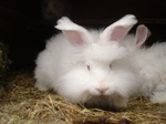 En av våra vita angora ungdjur