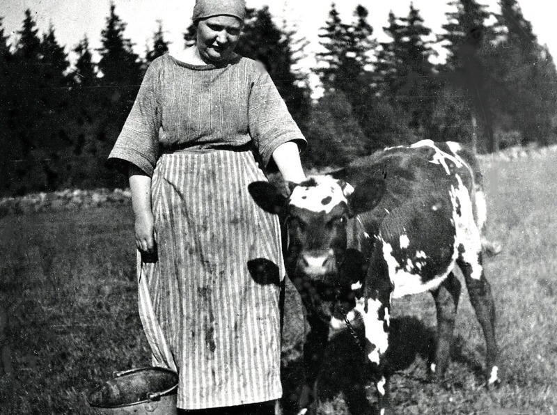 C. 4 (1) Lovisa Ullberg ser tilll en kalv i Sandbäcken, Ljungstorp 1920. Insatt av Kent Friman, 2014-02-26. Läs mer på www. ljungstorpshistoria.se!