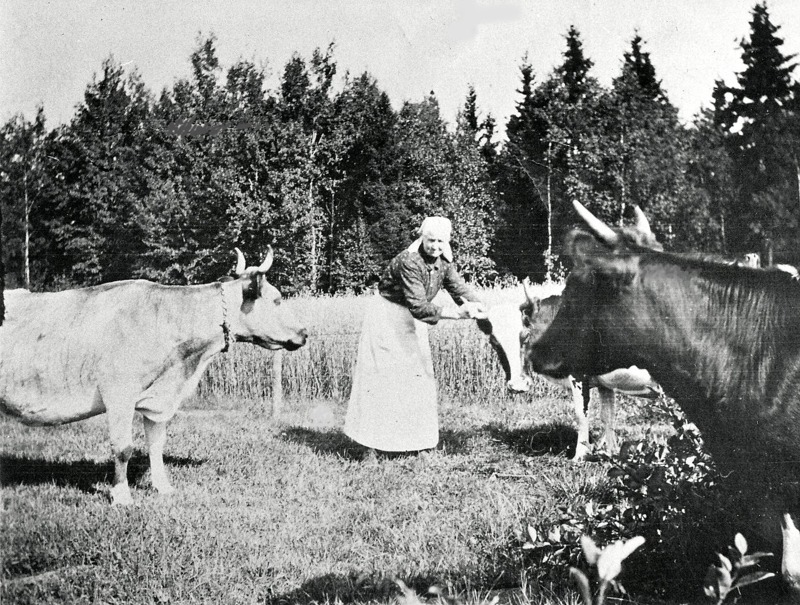 C 4 (2) Margaretha Ullberg ser till korna i beteshagen, Sandbäcken, Ljungstorp 1920. Insatt av Kent Friman, 2014-02-26. Läs mer på www.ljungstorpshistoria.se!