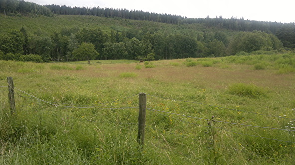 Some field of Sten