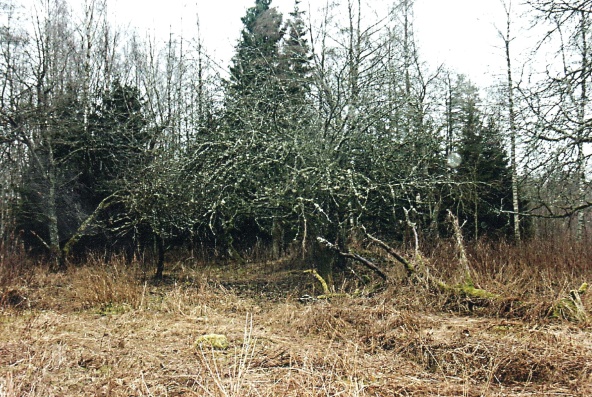 Ruttnande hög av det gamla virket och fruktträd  2007. Foto ur Verna Anderssons samling.
