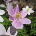 IMG_0714