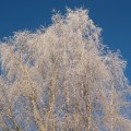 IMG_4742