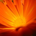 IMG_6112